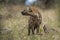 Hyena eating, Africa