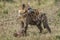 Hyena eating, Africa