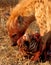 Hyena eating zebra