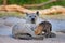 Hyena evening sunset light. Hyena with young pup. Spotted hyena, Crocuta crocuta, angry animal near water hole, beautiful evening