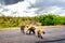 Hyena family crossing a road in Kruger National Park