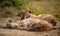 Hyena family resting on the Safari