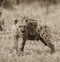 Hyena feeding, Africa