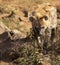 Hyena following the trail of a prey in the African savannah of South Africa, it is a carnivorous and very cunning animal