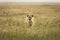 Hyena in the grass during safari in National Park of Ngorongoro, Tanzania. Wild nature of Africa