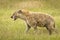 Hyena in the grass during safari in National Park of Ngorongoro, Tanzania. Wild nature of Africa