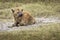 Hyena in the grass during safari in National Park of Serengeti, Tanzania. Wild nature of Africa