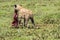 Hyena hunting, Serengeti national park, Tanzania, Africa