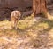 Hyena Hyaenidae Scavenger walking in chhatbir zoo, India