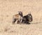 Hyena with Injured Wildebeest