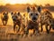 A hyena interacts with its herd on the savanna during golden hour