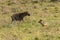 Hyena and Jackal in Ngorongoro crater