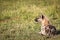 Hyena Lying in African Grass