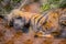 Hyena lying on the ground in an animal orphanage captured in Nairobi, Kenya