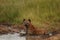 Hyena lying in the muddy pond in the middle of the jungle