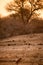 Hyena Lying in Savannah during Sunset, Kruger Park, South Africa