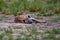 hyena lying on the savava, Okavango delta in Botswana. Africa wildlife. Rest relaxation in grass