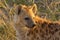 Hyena, Masai Mara