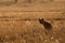 Hyena during morning hours at Masai Mara