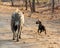 Hyena Mother And Cub