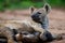 Hyena mother and pups at Sunrise at the den in Sabi Sands Game Reserve