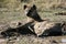 Hyena - Ngorongoro Crater, Tanzania, Africa