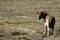 Hyena - Ngorongoro Crater, Tanzania, Africa