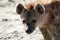 Hyena - Ngorongoro Crater, Tanzania, Africa