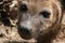 Hyena - Ngorongoro Crater, Tanzania, Africa