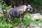 Hyena Parahyaena brunnea / Brown hyena called strandwolf, zoological garden, Troja district, Prague, Czech republic