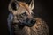 Hyena portrait on dark background. AI Generative