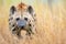 a hyena prowling on savannah grassland