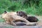 Hyena pups drinking milk from their mum