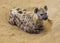 Hyena resting in sand in desert