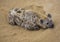 Hyena resting in sand in desert