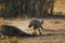 Hyena running toward vultures