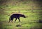 Hyena on savannah in Ngorongoro, Tanzania, Africa