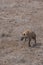 Hyena searching for food