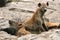 Hyena - Serengeti, Africa