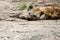 Hyena - Serengeti, Africa