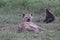 Hyena, Serengeti Plains, Tanzania, Africa