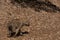 Hyena sniffing in the sand of the mountain, next to rocks and in a natural background. Plants around the animal, hot habitat.