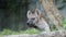 Hyena, Spotted hyena, Crocuta crocuta, Dangerous dog in grasses field