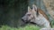 Hyena, Spotted hyena, Crocuta crocuta, Dangerous dog in grasses field