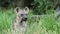 Hyena, Spotted hyena, Crocuta crocuta, Dangerous dog in grasses field