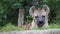 Hyena, Spotted hyena, Crocuta crocuta, Dangerous dog in grasses field