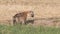 Hyena standing next to green grass at masai mara kenya