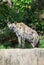 Hyena are stare at us