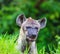 Hyena waiting for prey