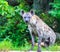 Hyena waiting for prey